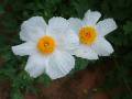 Romneya coulteri 